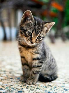 Persian female baby cat