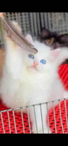 blue eyes white Persian kitten|Triple long coat |WhatsApp? 03234414509