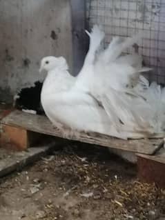 Top quality American fantail pegions