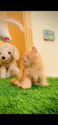 blue eyes white Persian kitten|Triple long coat |WhatsApp? 03234414509