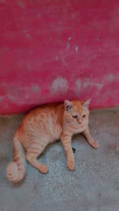 Persian cat for sale