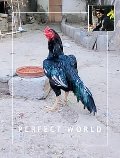 لاثانی