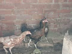 Egg laying hens for sale