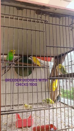 Budgie Breeder Pair with chicks