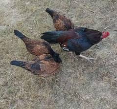 Pure Amroha Breed