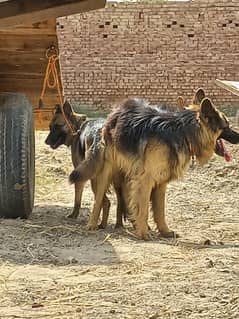 German shafrd pupys available
