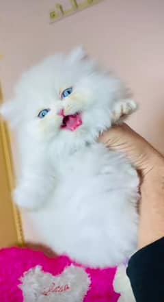 Cat Persian kittens Punch face 3 coated Blue Eyes cat Baby.