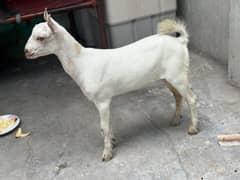 Goat baby barbari teddy baby full active & healthy