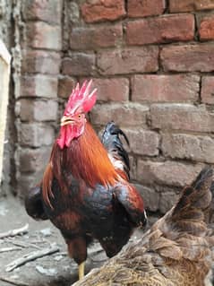 Healthy and Active Desi Rooster for Sale