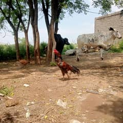 lakha aseel