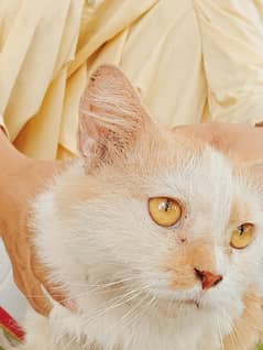 parsien cats pair