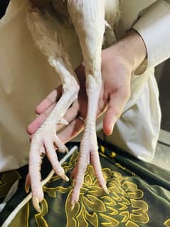 Paper white heera cock