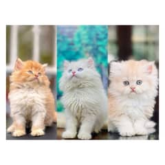 Persian hamalian british punch face piki face cat's