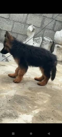 *German Shepherd long coat puppies ? 03249624596 WhatsApp