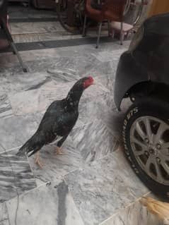 Aseel