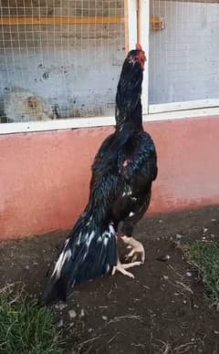 Lassani home breed patha