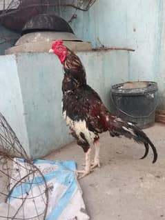 lakha cheena mainwali aseel murga