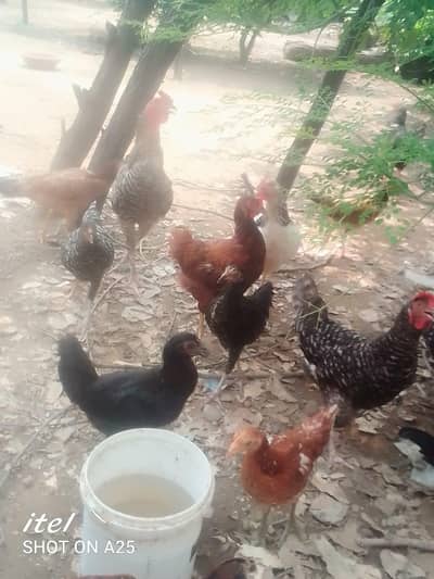 light Sussex ayam cemani. play mouth etc