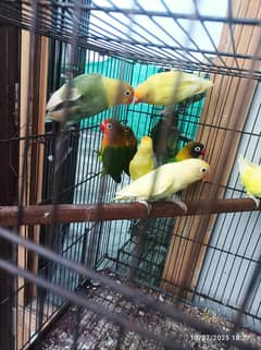 Full Healthy Pairs (Home Breed)