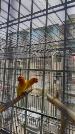 Orange Opaline Lovebird (Red Eyes)