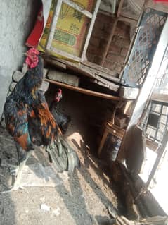 morga murgi dono full tayr hn final pariz 6500