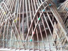 cage Kay sath da do ga