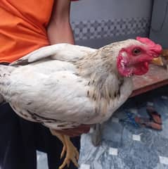 2 Desi Murgiyan & 2 Murge for Sale – Healthy & Well-Fed!