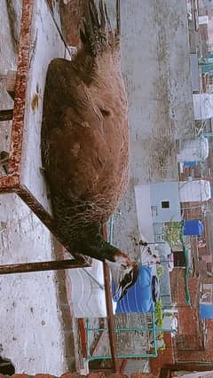 i tings fe mail ha mujy cnfrm nai pata na age ka pakka pata ha mujy