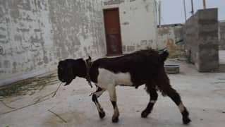 Bakra