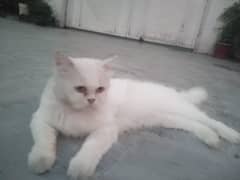Persian Female cat