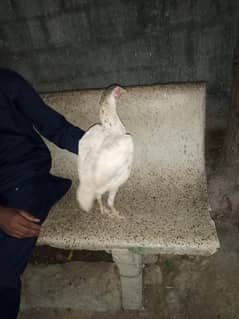 aseelmurgi jis ko bhi Lane plzz Whtsapp p rabta kran 03022294724