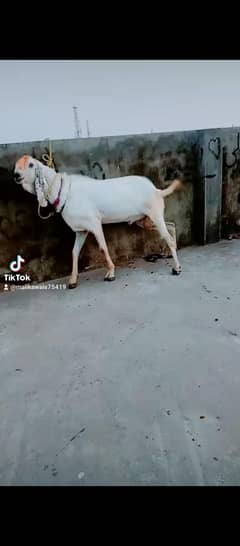 rajanpuri cross Bakra
