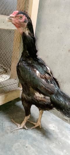 black shamo |shamo |high quality |aseel |king shamo