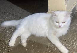 Persian