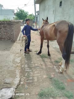 desi