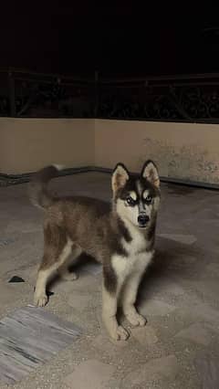 Husky 4 Months For Sale
