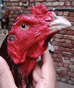 high quality birds