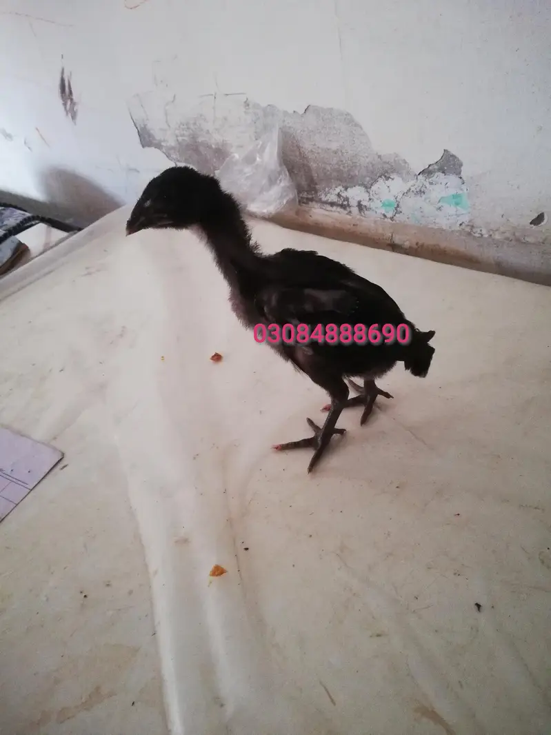 Quality Aseel Drigan/Bangam and More chicks Avaliable — photo 2