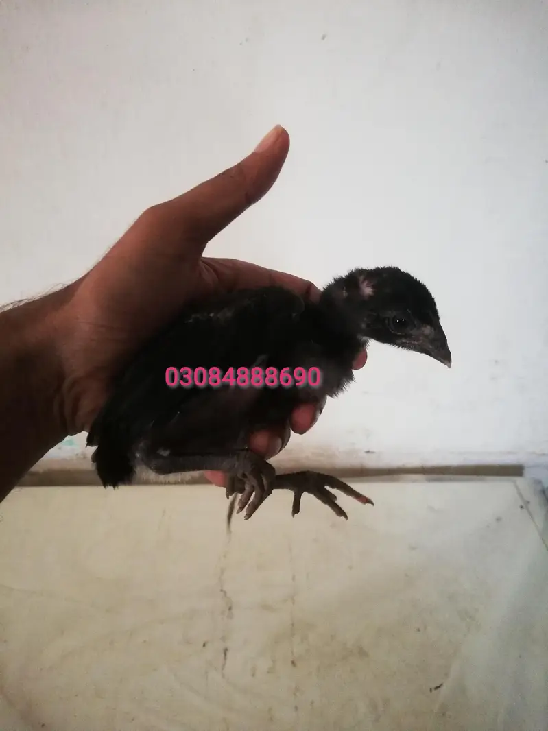 Quality Aseel Drigan/Bangam and More chicks Avaliable — photo 3