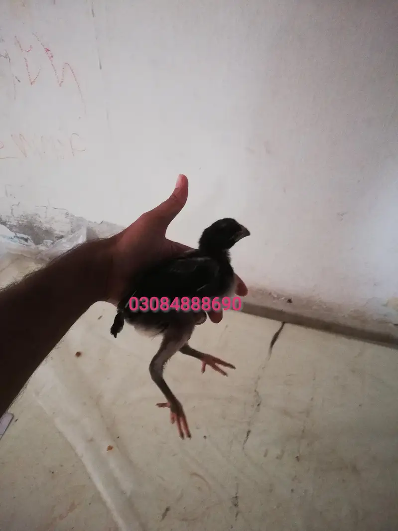 Quality Aseel Drigan/Bangam and More chicks Avaliable — photo 4