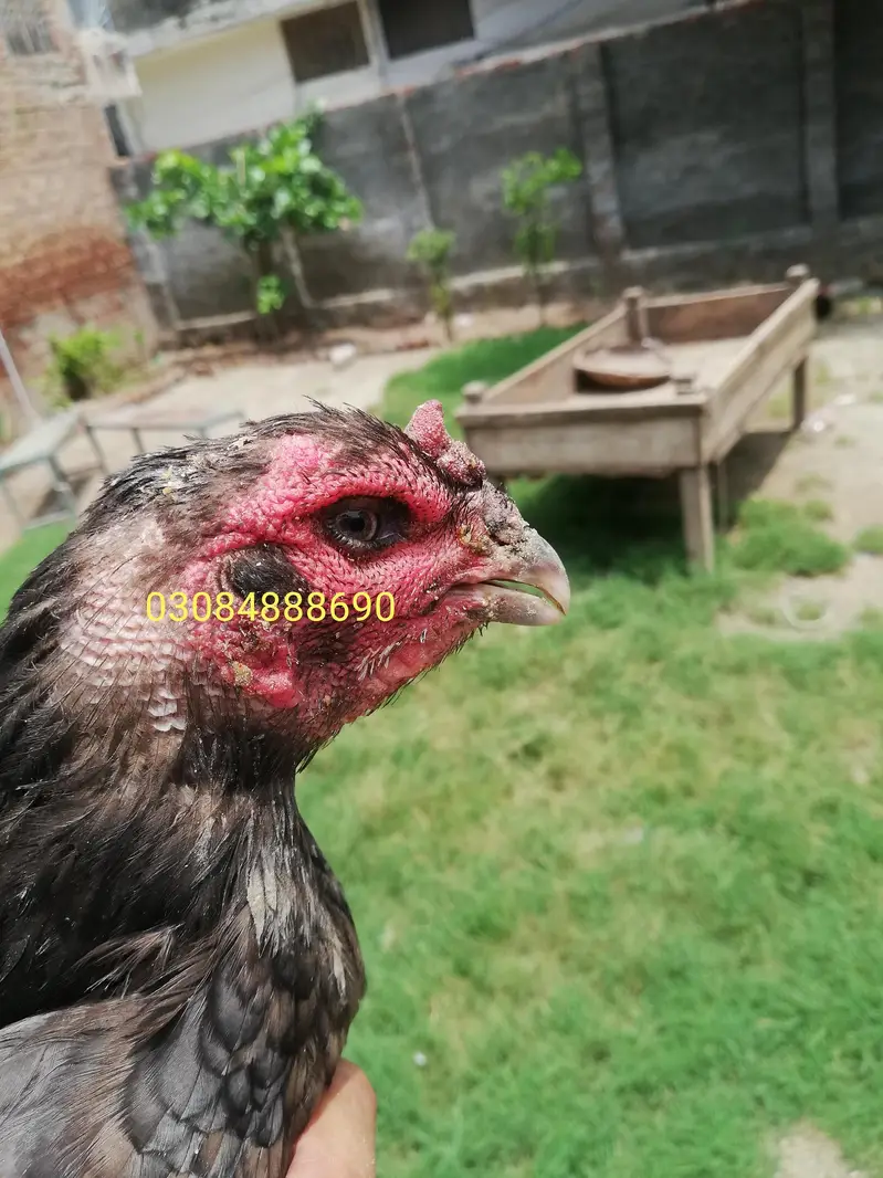 Quality Aseel Drigan/Bangam and More chicks Avaliable — photo 6