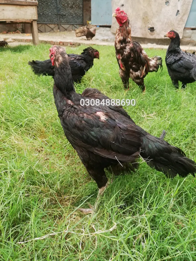 Quality Aseel Drigan/Bangam and More chicks Avaliable — photo 7
