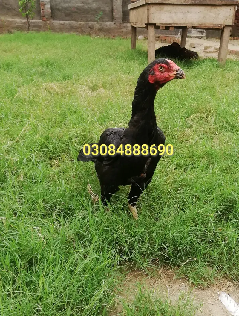 Quality Aseel Drigan/Bangam and More chicks Avaliable — photo 8