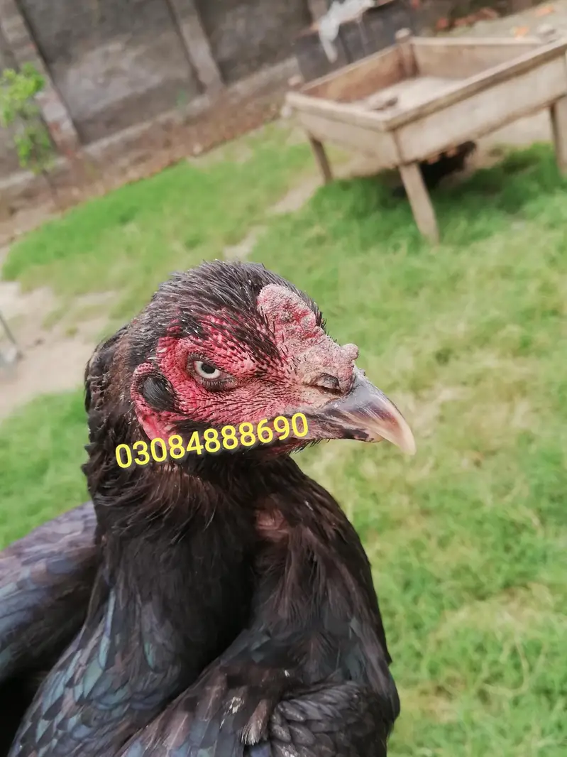 Quality Aseel Drigan/Bangam and More chicks Avaliable — photo 10