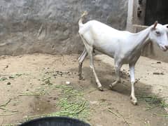 Tyde goat pair 6 pese
