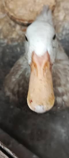 Egg-Laying