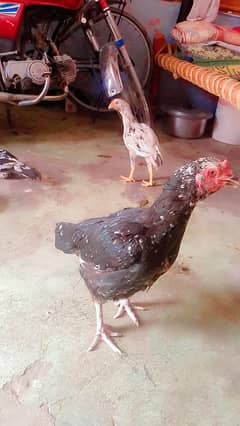 for sale