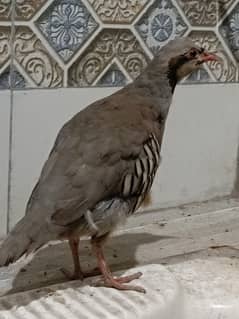 Chakor for sale healthy Bird