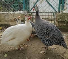 Guinea Fowl Chakor Eggs/Chicks