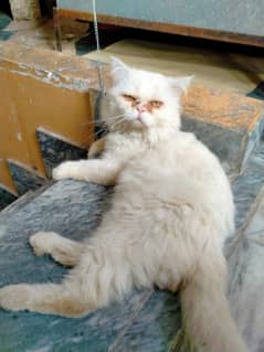 i want to sale my cat